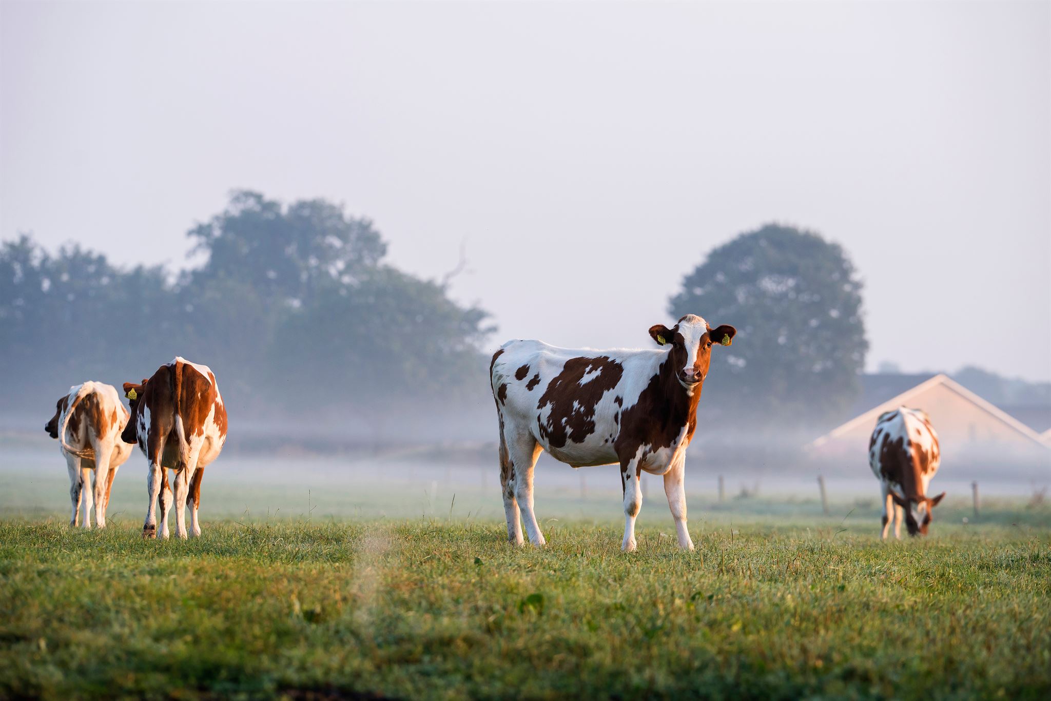 Cows-in-field